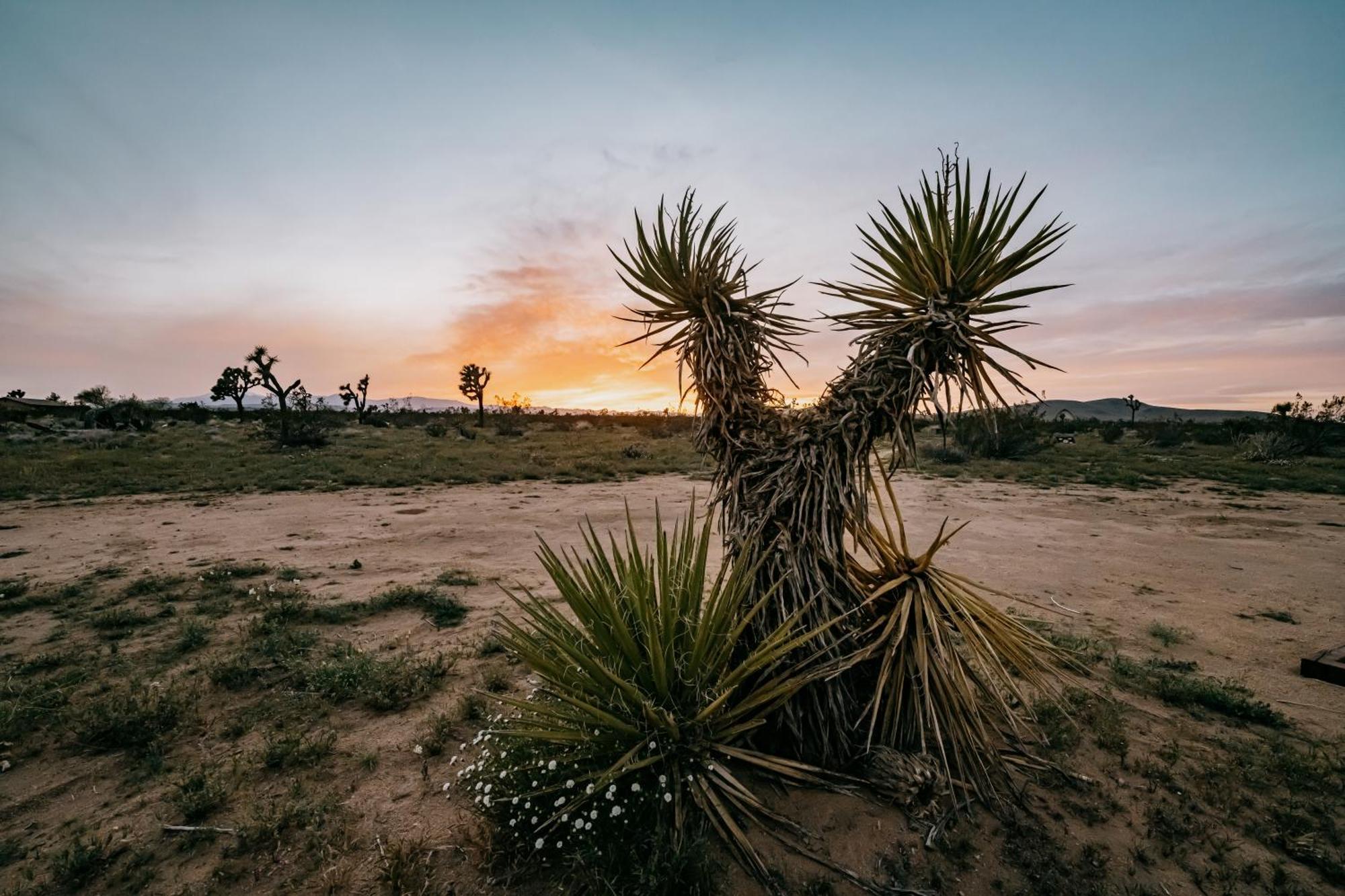Coyote Tracks - A Modern Desert Experience 조슈아 트리 외부 사진